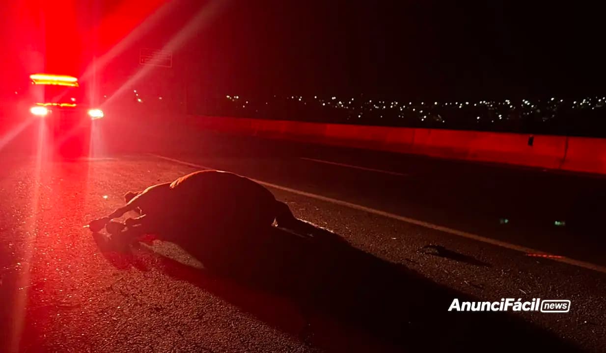 Motorista fica ferido após atropelar animal na PR-445, em Londrina 