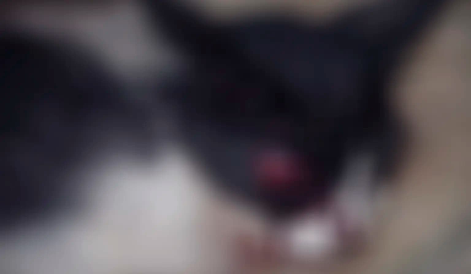 Gata é encontrada morta com sinais de agressão em Cornélio Procópio