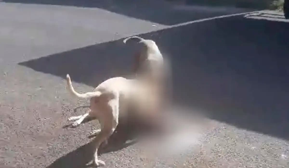 Cachorra m0rre após ataque de dois Pit Bulls em Bandeirantes