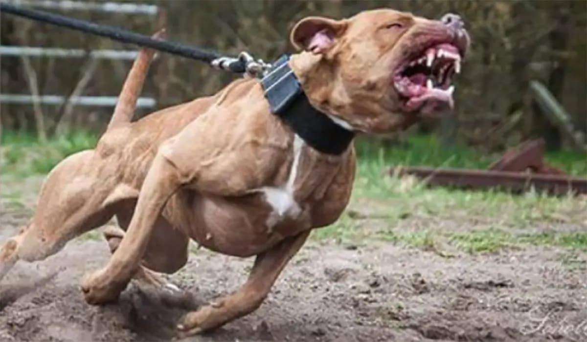 Polícia Busca Dono de Pitbull Após Ataque em São Sebastião da Amoreira