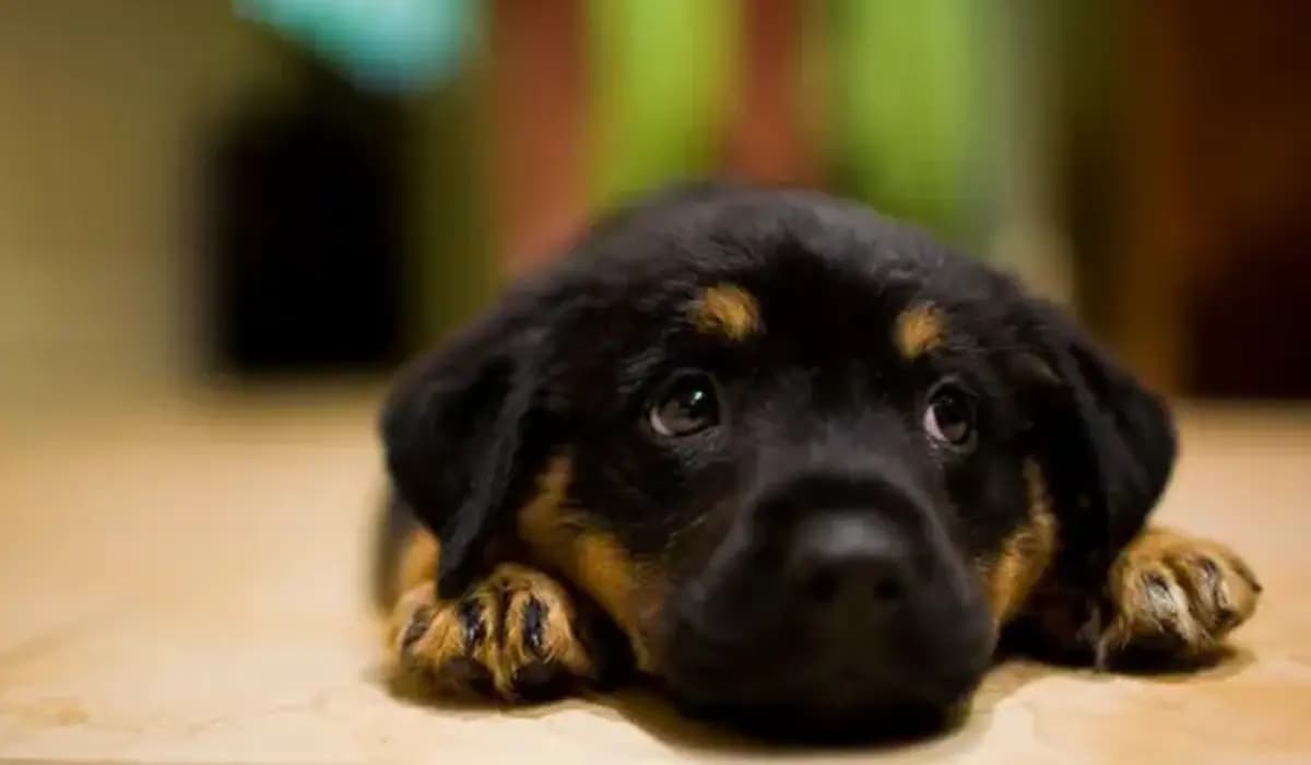 Homem é preso por matar cachorrinho em São Jerônimo da Serra