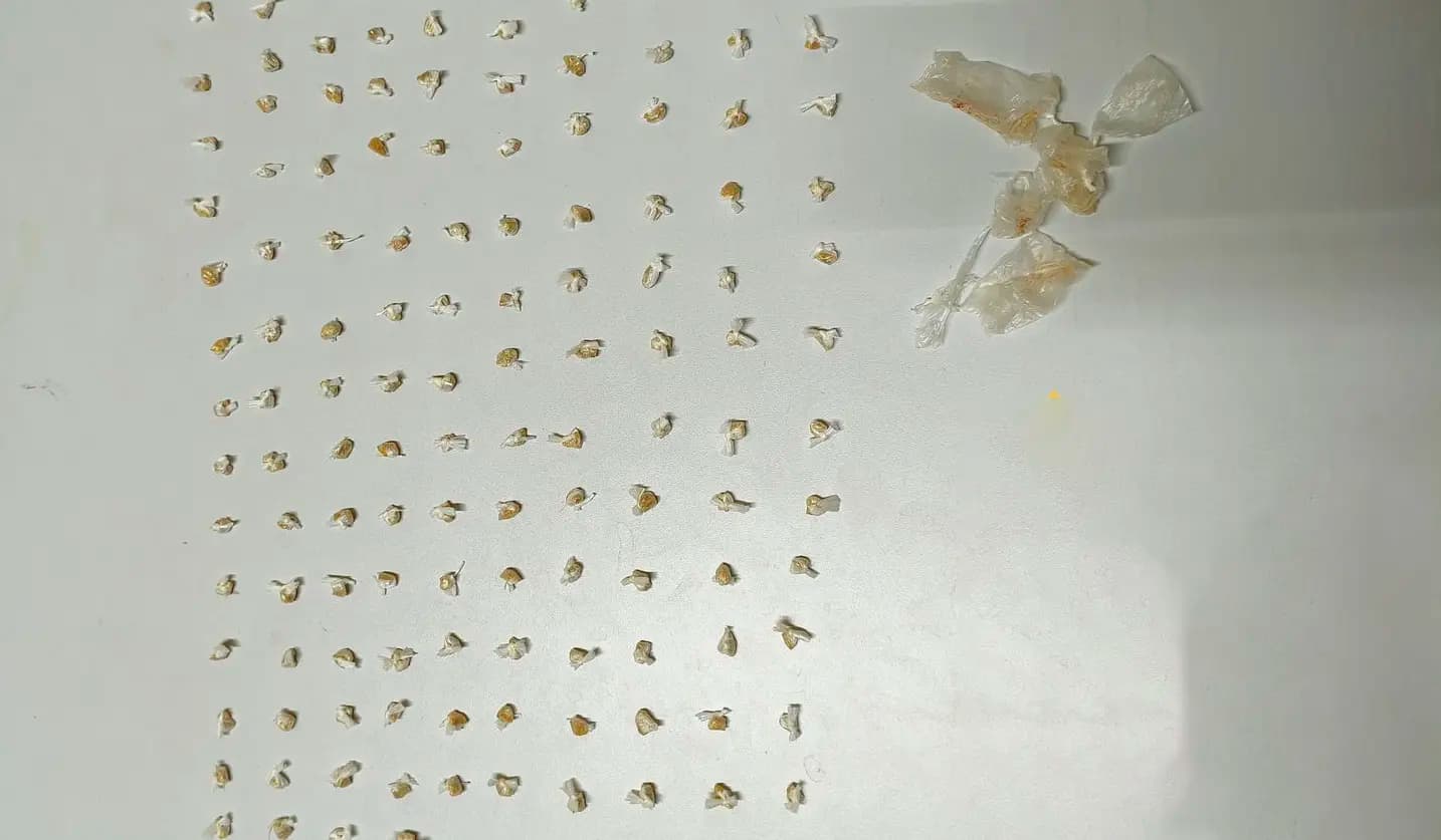 Polícia apreende 135 porções de crack após denúncia de tráfico; suspeito foge em Andirá