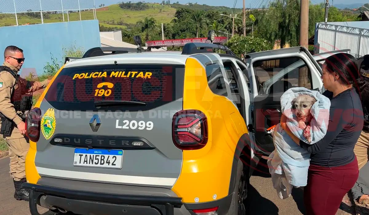 Cão Pitbull ataca animal de pequeno porte em Cornélio Procópio