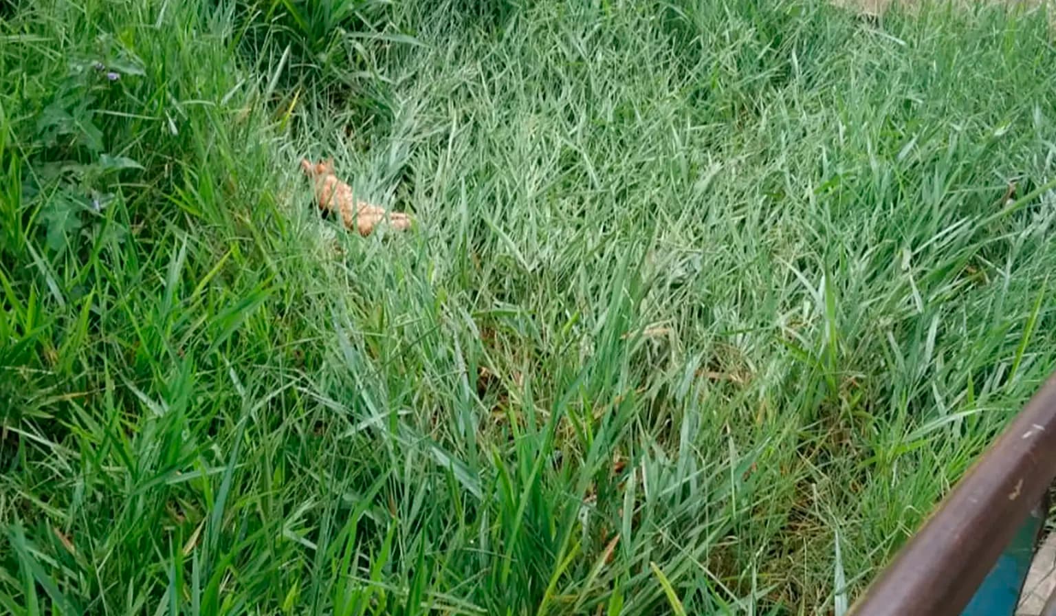 Mais Dois gatos são encontrados mortos em escola de Cornélio Procópio