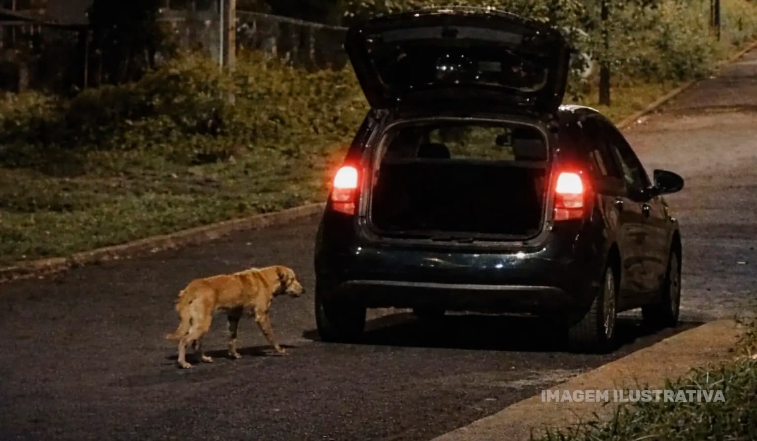 Abandono de animal é registrado em via pública em Cornélio Procópio
