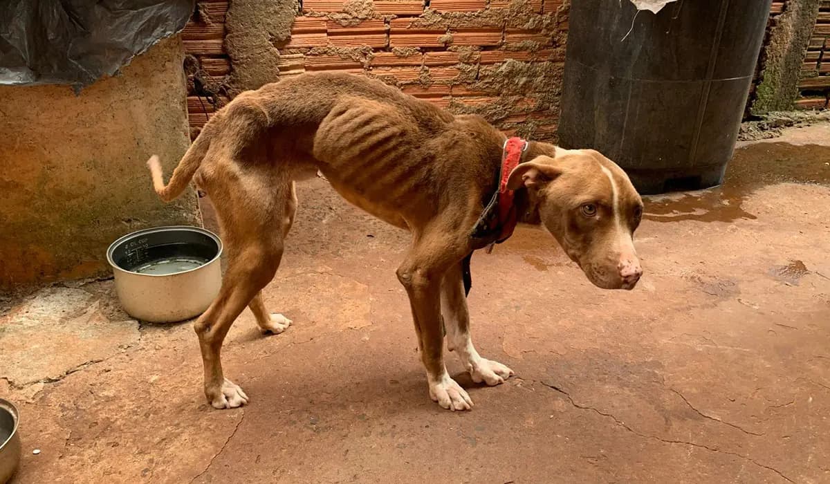Polícia Civil Prende Mulher em Flagrante por Maus-Tratos a Cães em Cornélio Procópio