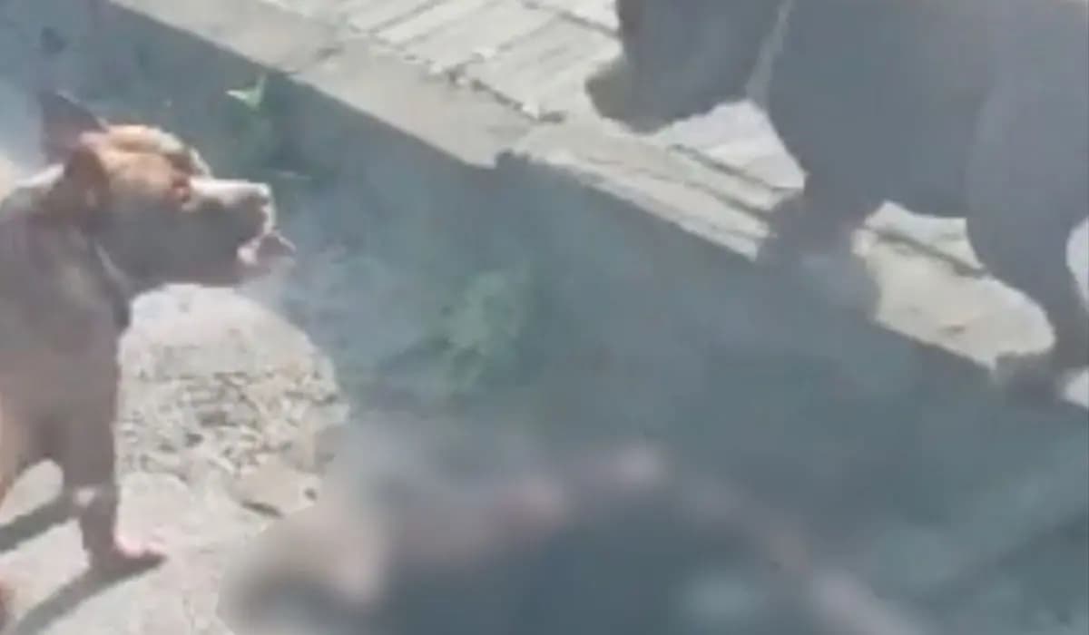 Cão Morre Após Ataque de Pitbulls em Nova Santa Bárbara