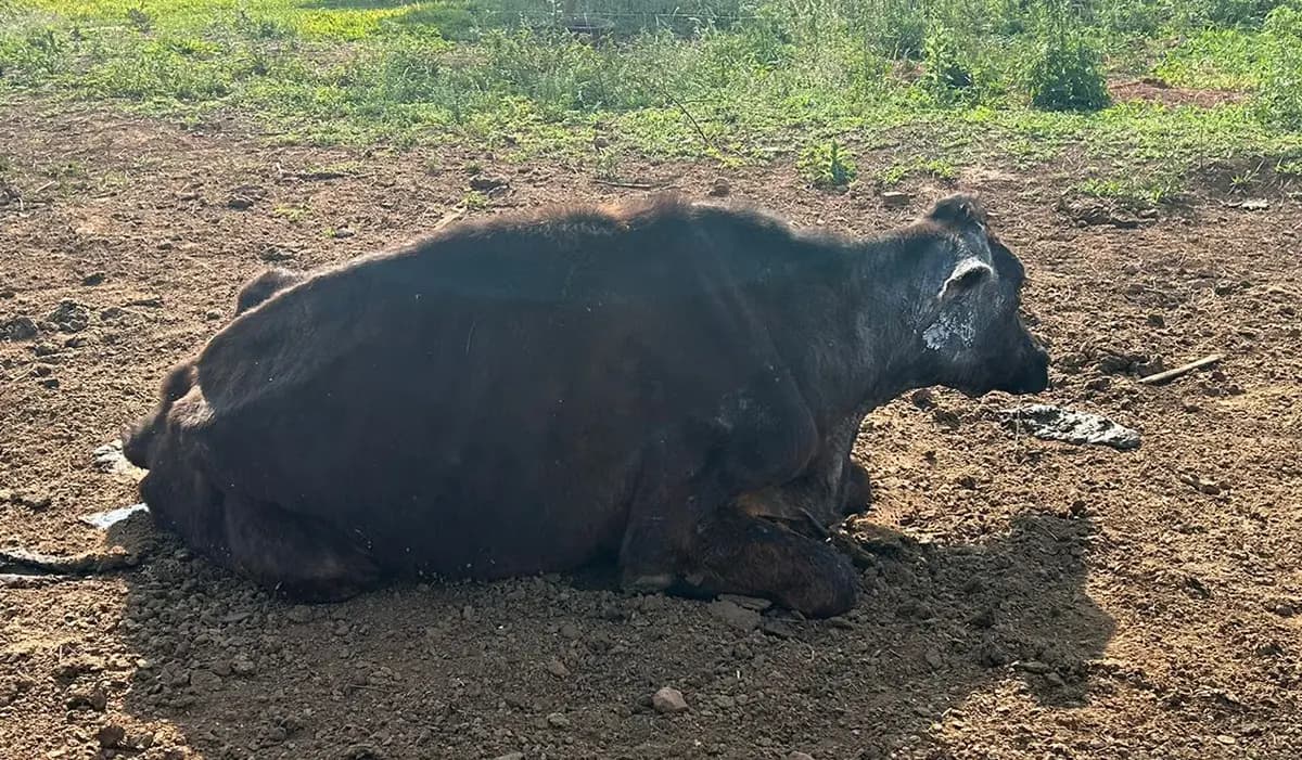 Proprietário é Preso por Maus Tratos a Gado em Congonhinhas