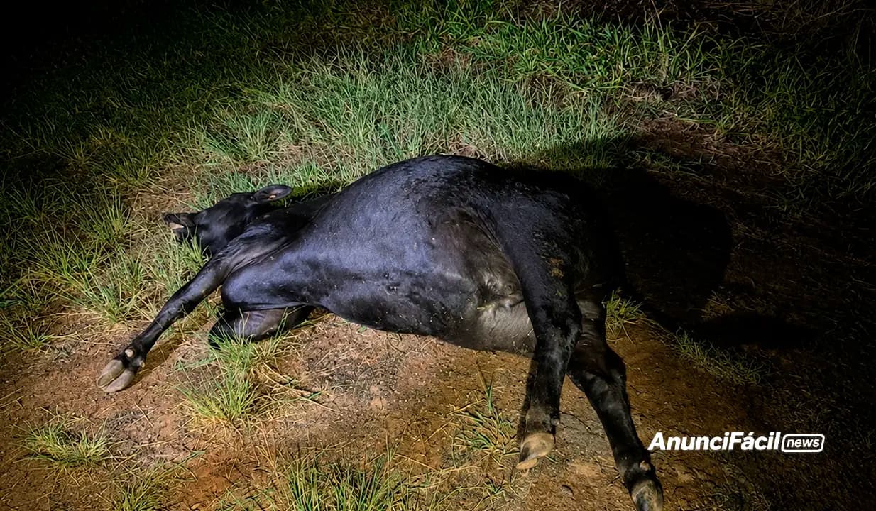 Motorista fica ferida após acidente na PR-340; bovinos mortos foram encontrados às margens da rodovia