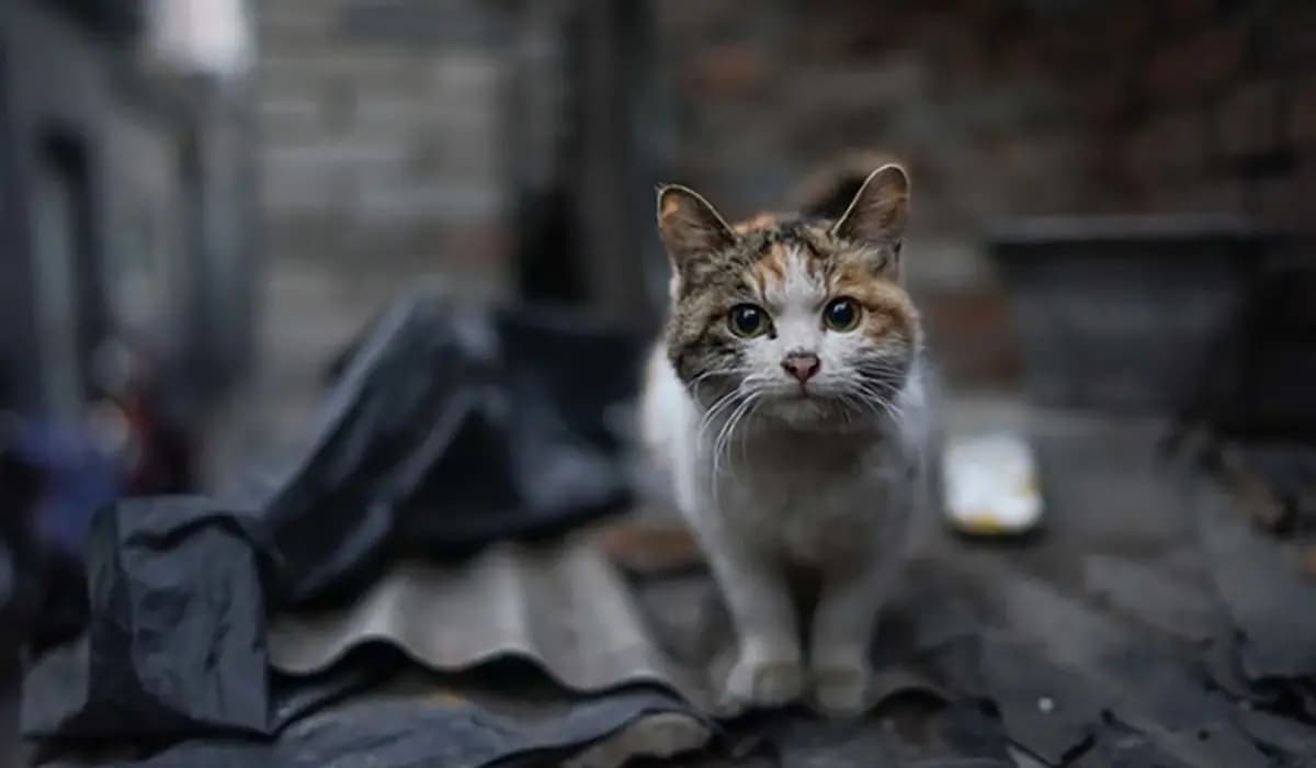 Homem É Preso por M4us-Tratos e M0rte de Gatos em Santa Amélia