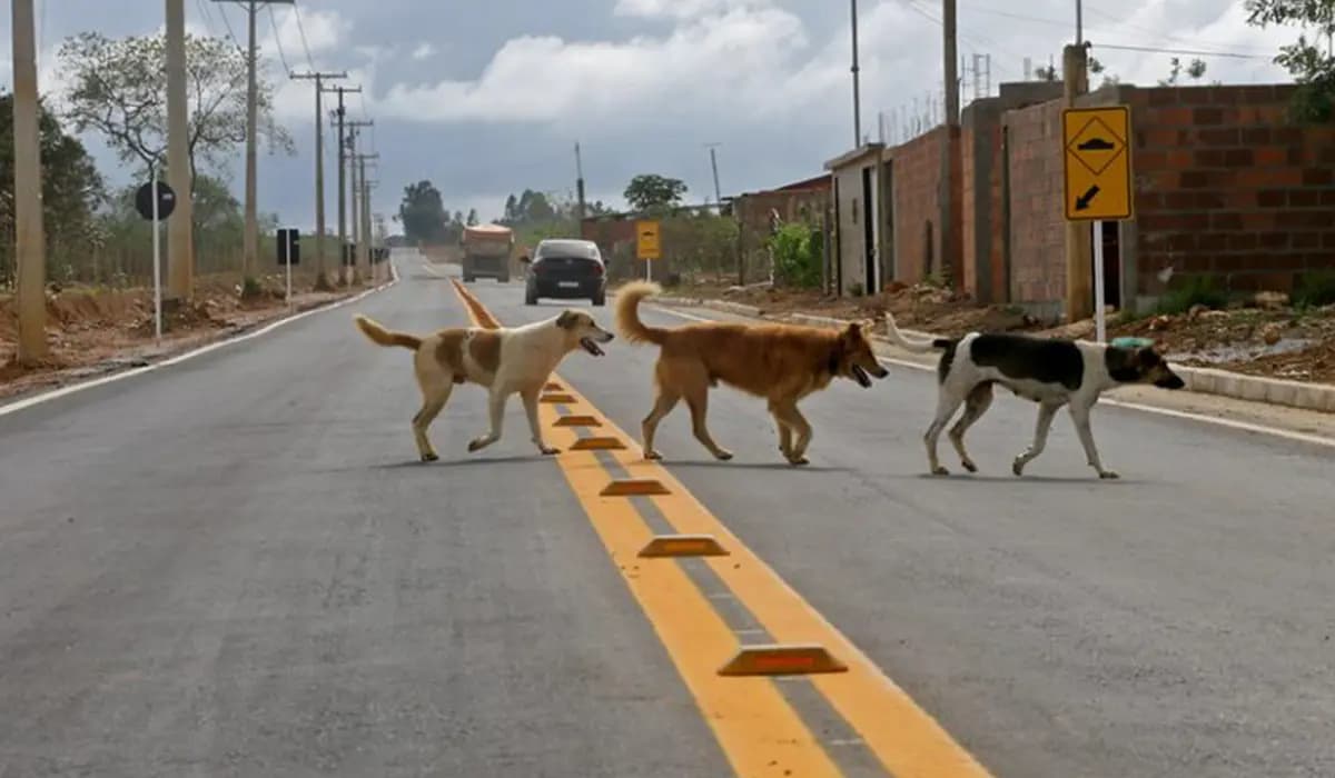Morador é At4cado por Cães Soltos em Nova América da Colina e Caso Gera Alerta na Comunidade