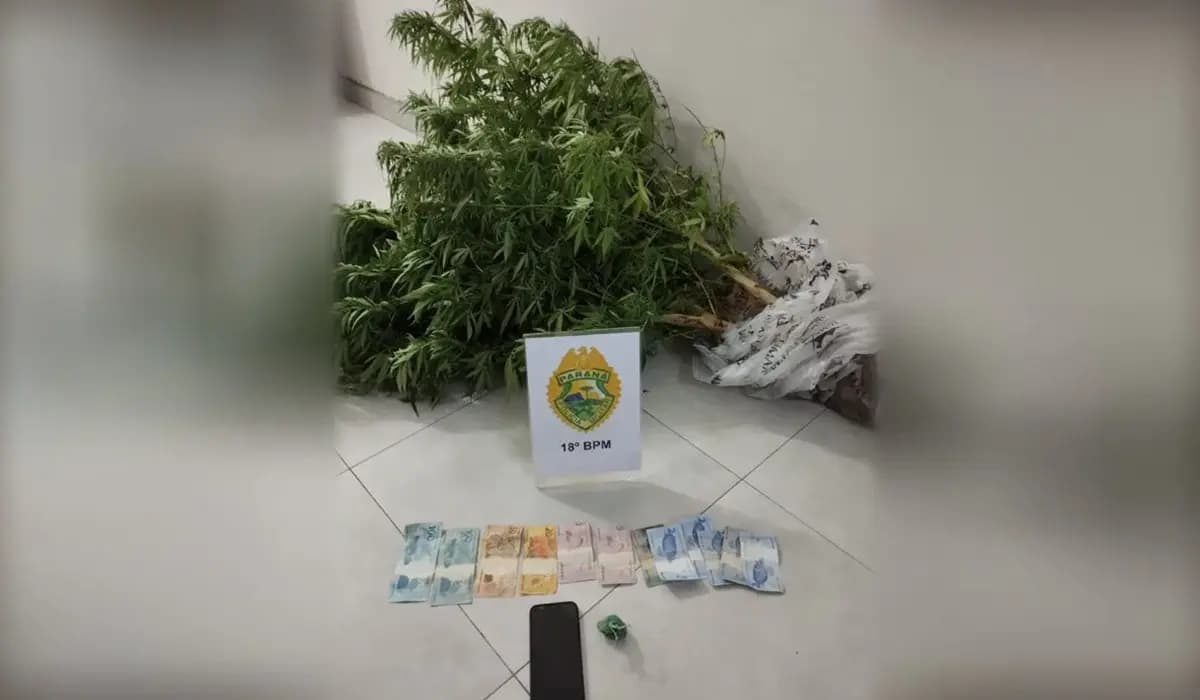 PM apreende pés de maconha em Cornélio Procópio