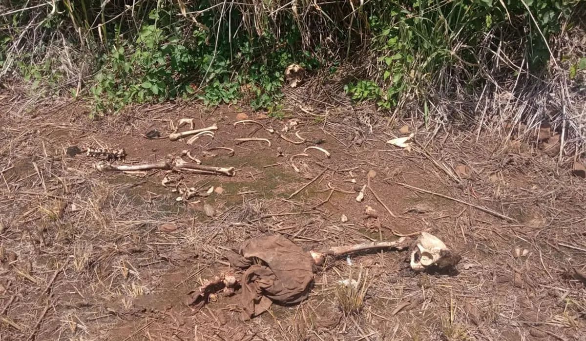 Polícia Militar Encontra Ossada Humana em Área Rural Próxima à BR 369 em Uraí