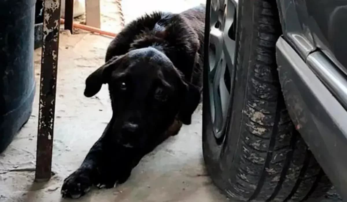 Prisão em Bandeirantes: Homem é detido por abuso de animais, porte ilegal de arma e violência doméstica