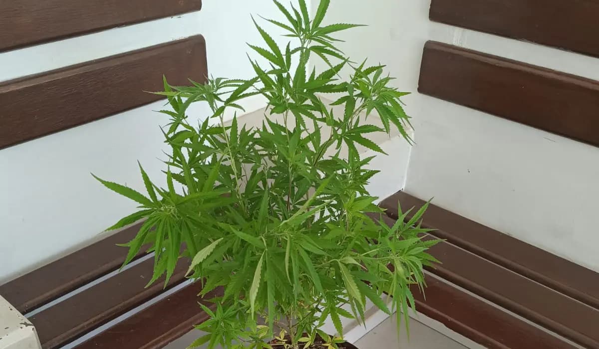 Suspeito de Tr4fico É Preso com Plantação de Mac0nha no Quintal em Cornélio Procópio