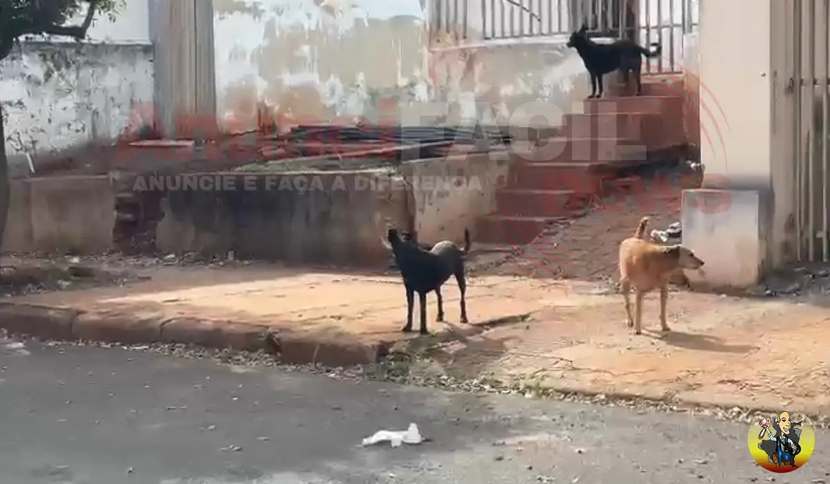 Mulher é atacada por cães soltos na rua Pernambuco em Cornélio Procópio