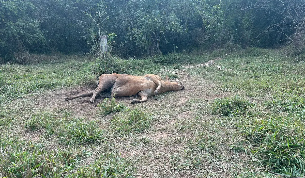 Proprietário é Preso por Maus Tratos a Gado em Congonhinhas