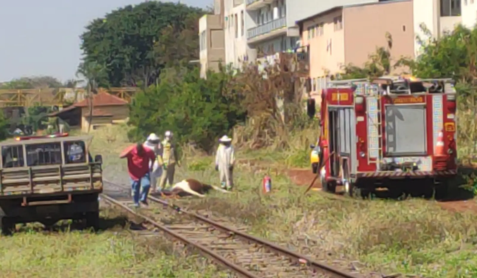 Égua morre depois de sofrer ataque de abelhas na linha férrea em Cornélio Procópio