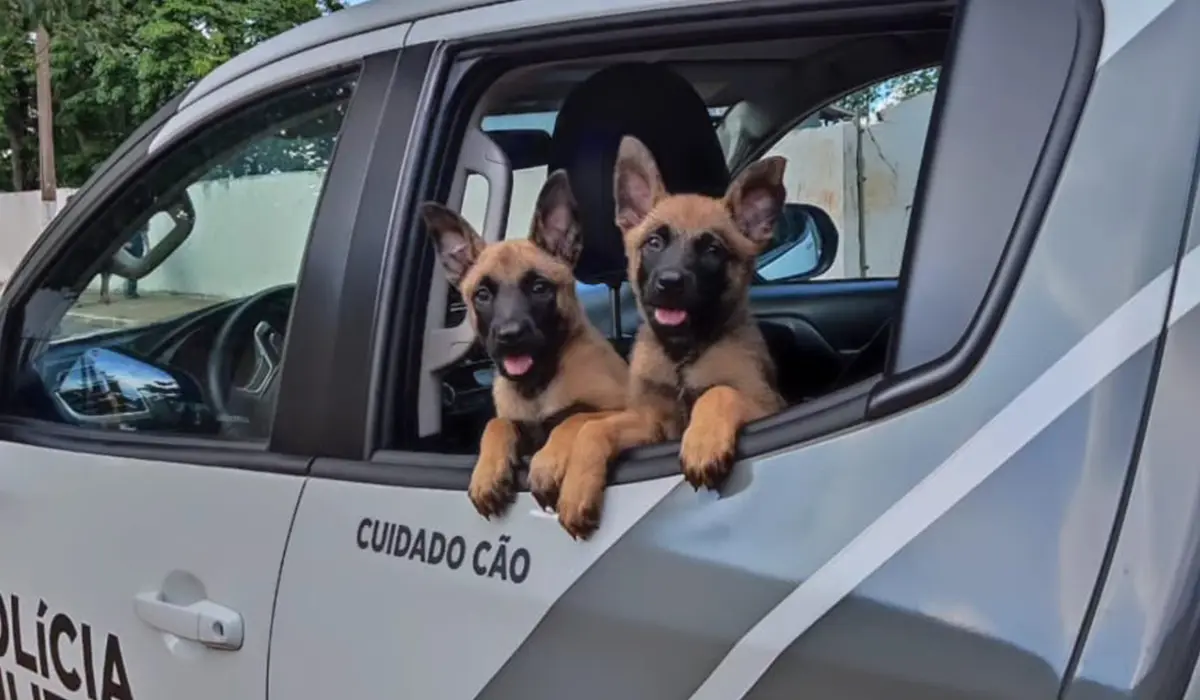 Novos integrantes em treinamento no 18º BPM