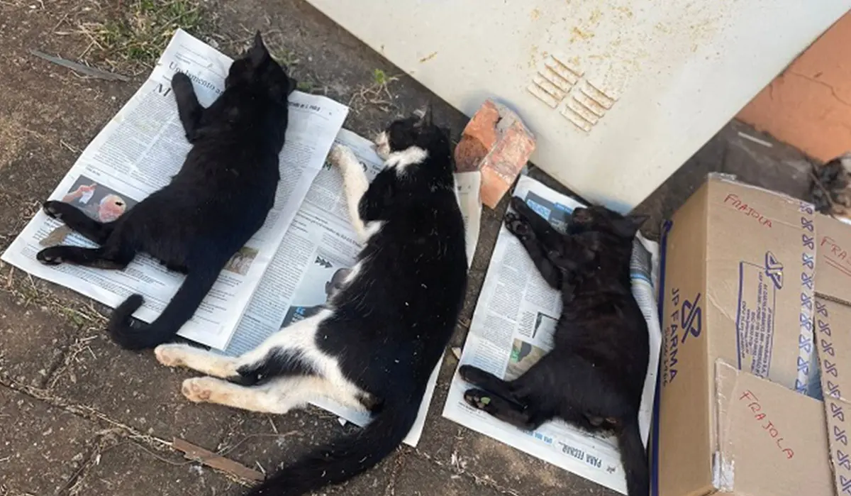 Confusão entre Vizinhos em Rancho Alegre: Acusação de Enven3namento de Gatos Aumenta Tensão no Bairro