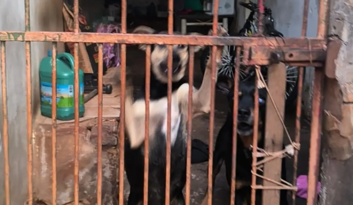 Idoso é atacado por cachorro em Bandeirantes e tutora é levada à Polícia Militar