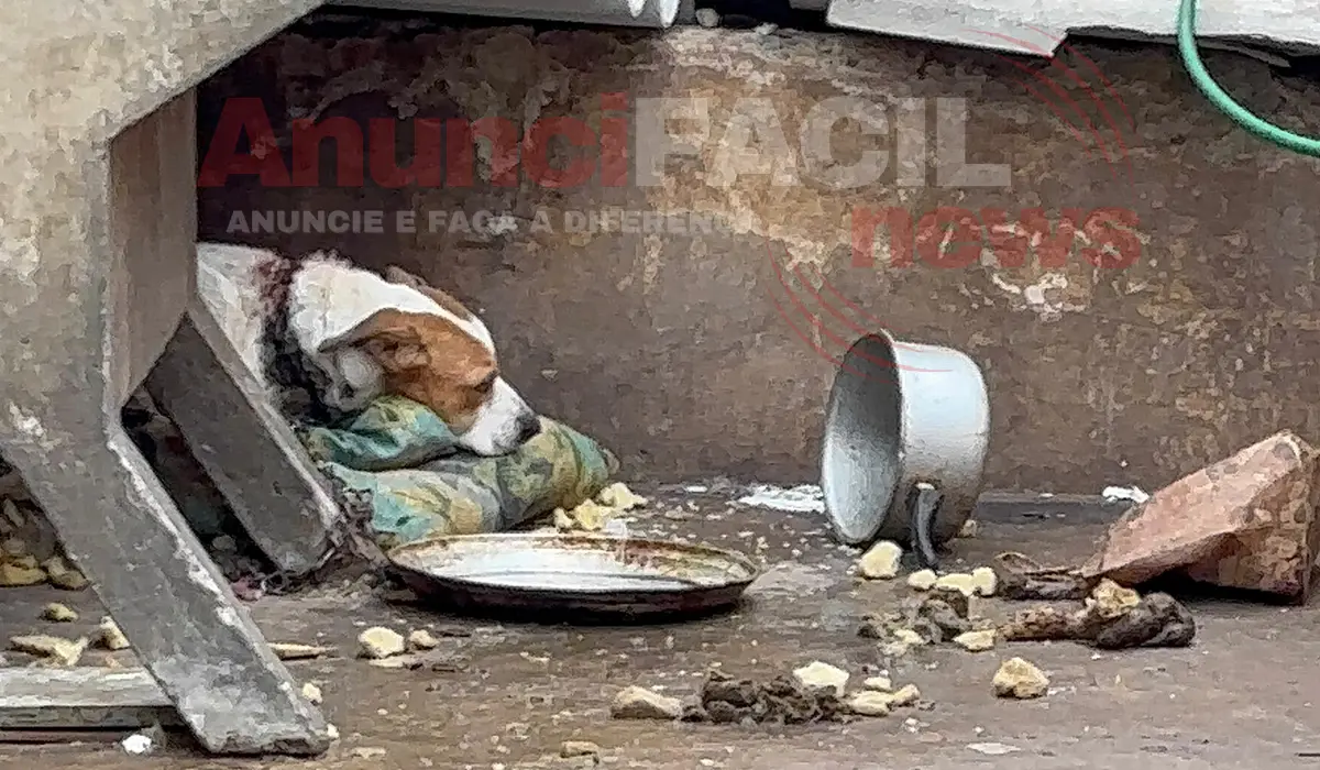 Mulher é presa por maus-tratos a cachorro em Cornélio Procópio