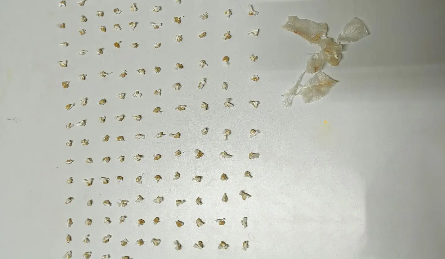 Polícia apreende 135 porções de crack após denúncia de tráfico; suspeito foge em Andirá