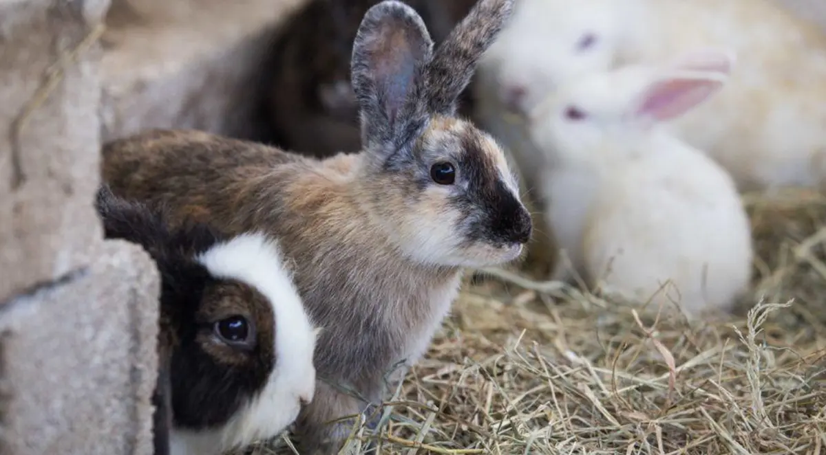 Criança é identificada após ato de maus-tratos a animais em Nova Fátima