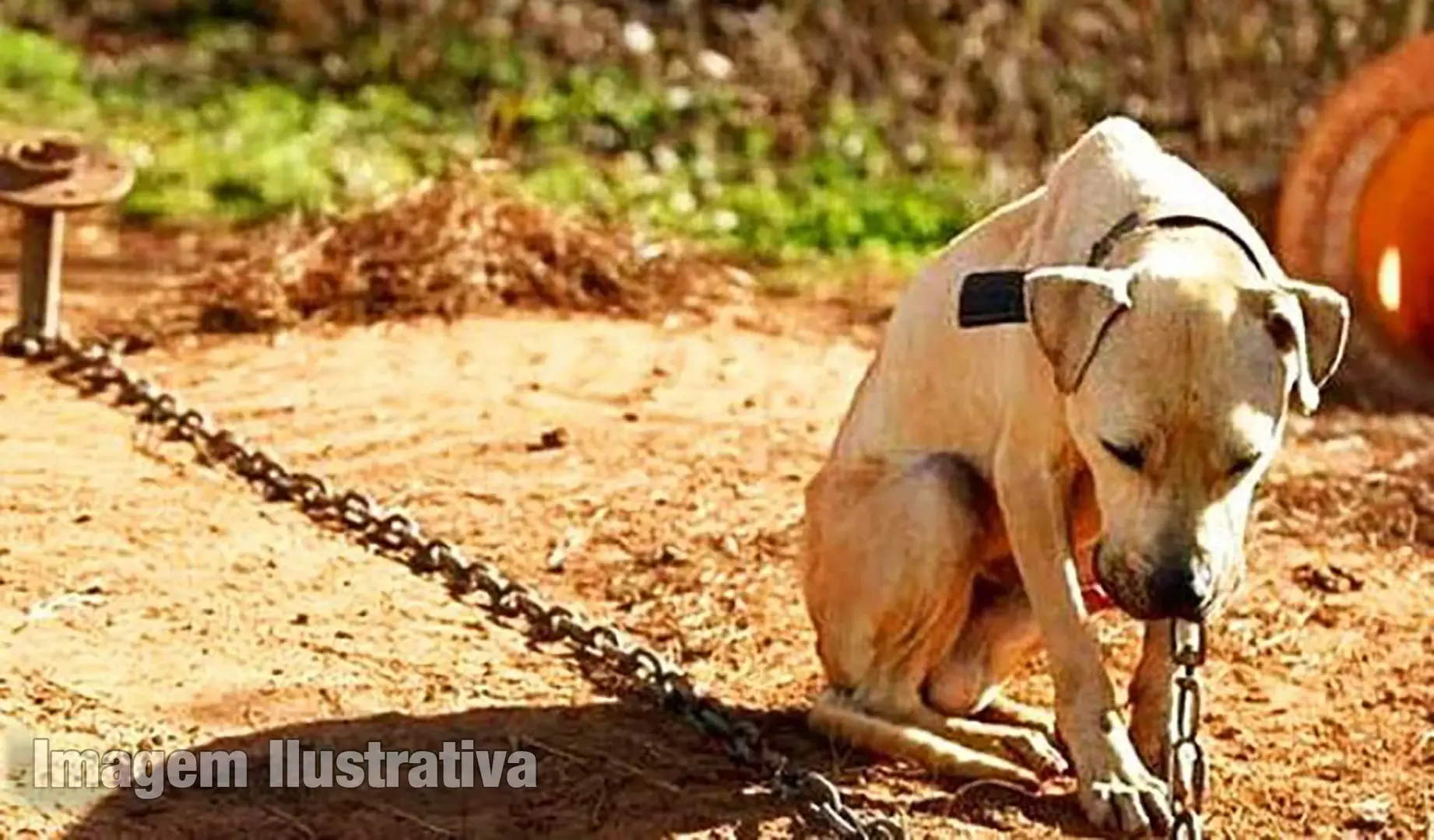 Agressão a Cachorro no Assentamento Nova Bandeirantes Resulta em Prisão por Maus Tratos