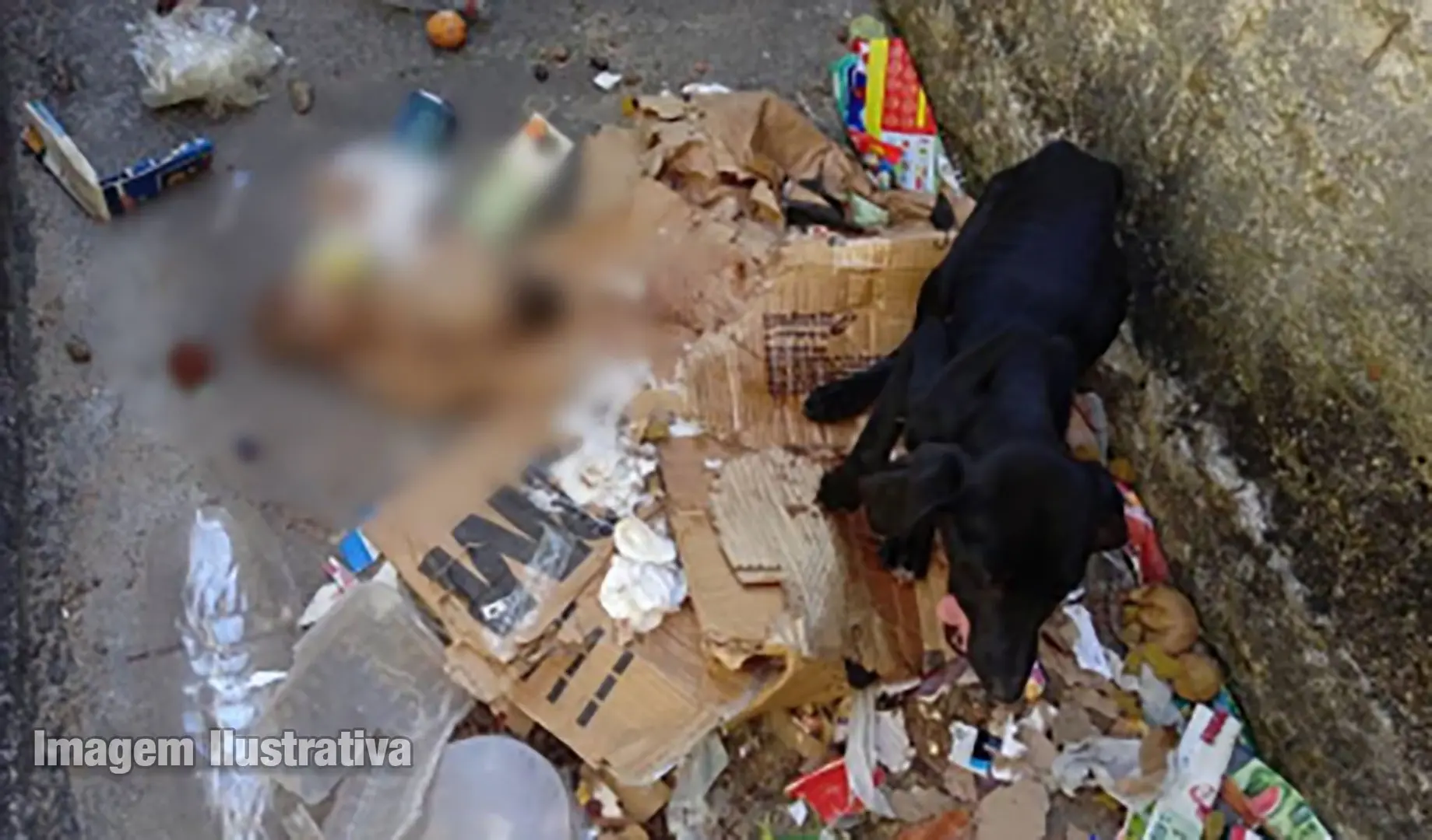 Mulher é conduzida à Delegacia por maus-tratos a cachorro em Nova Fátima